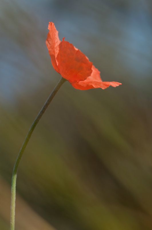 coquelicot 7