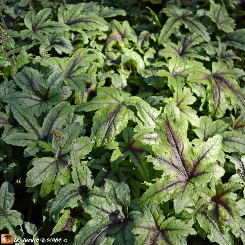 Heucherella Kimono