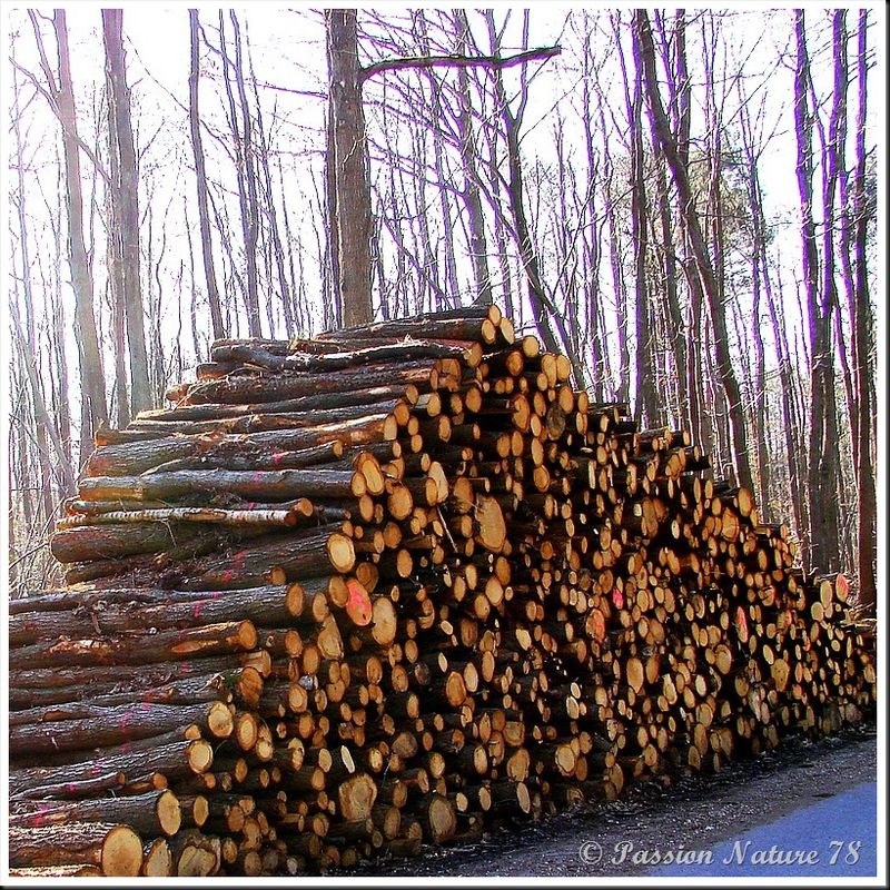 Le bois en forêt (19)