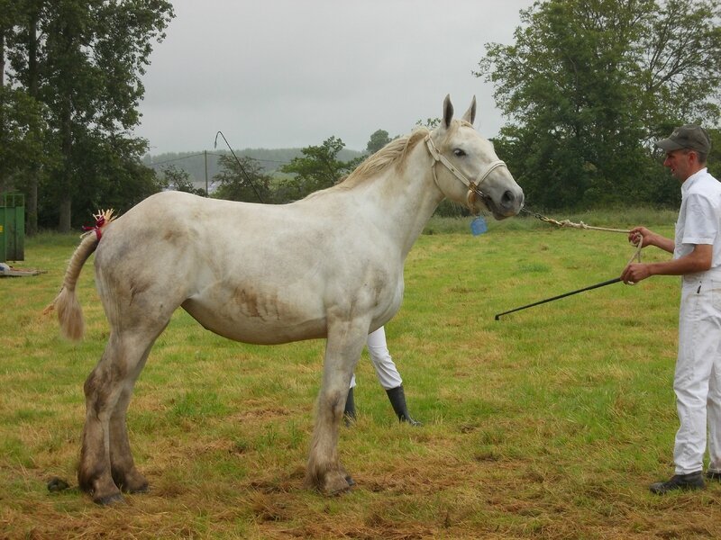 Eugénie 5 - 21 Juin 2016 - Concours d'élevage local - Bonningues les Ardres - 5e (2 ans)