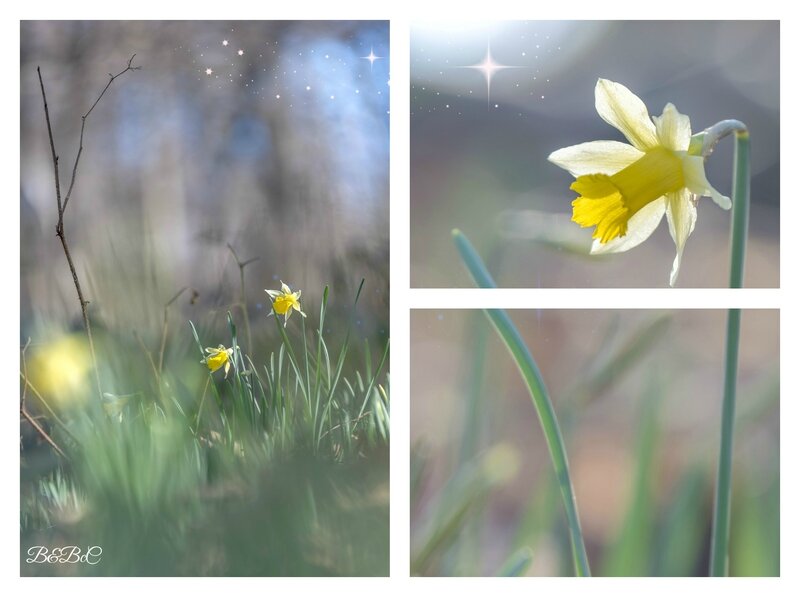 2015 03 30 - Jonquilles 1