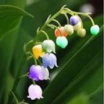 paysagiste-pays-basque-Paysagiste-Landes-couleur-muguet