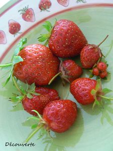 recolte_fraise__2_