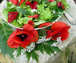 coquelicot_valeriane_salade_pierre