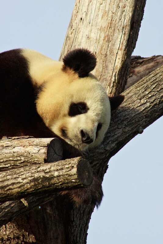 88-Panda Geant
