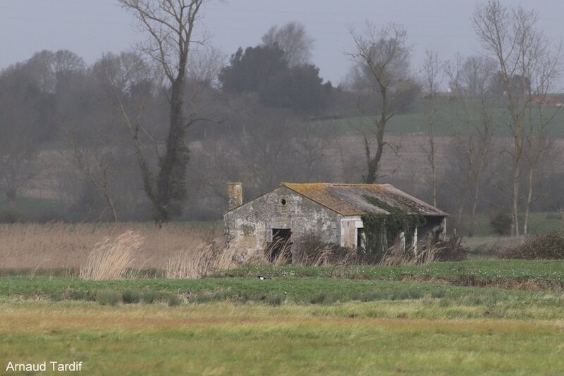 00157 Oléron Février 2020 - Marais de Brouage - Côté Droit