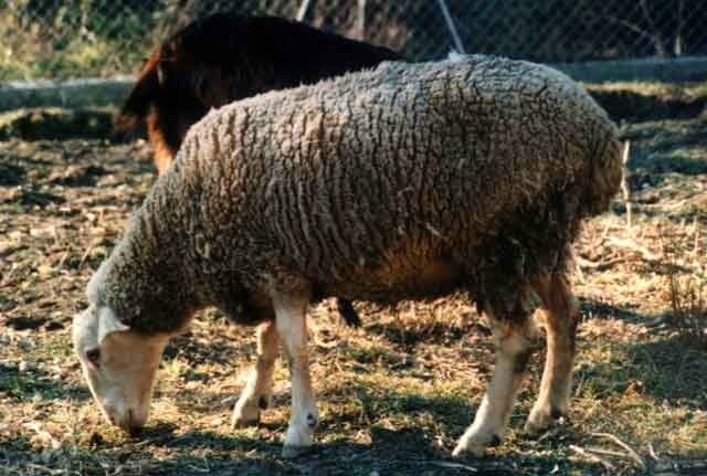 Mouton
