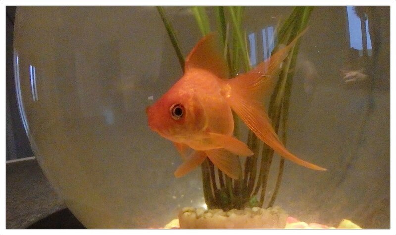 poisson rouge mains