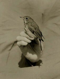 hermit_thrush