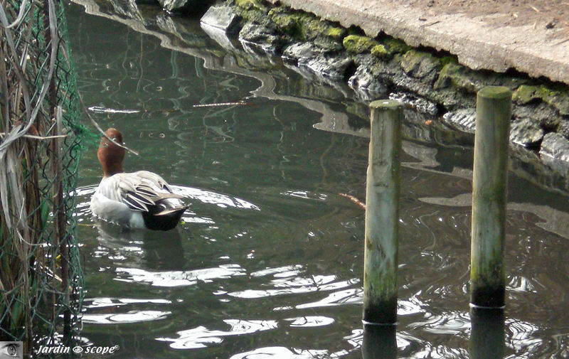 Netta rufina • Nette rousse