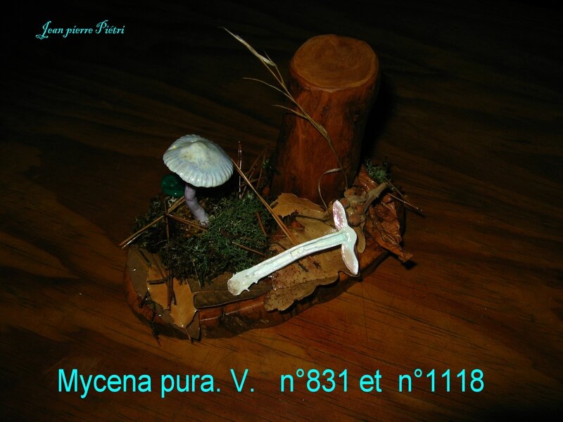Mycena pura n°831 et n°1118