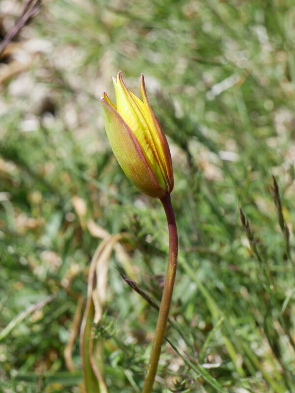 tulipe australe