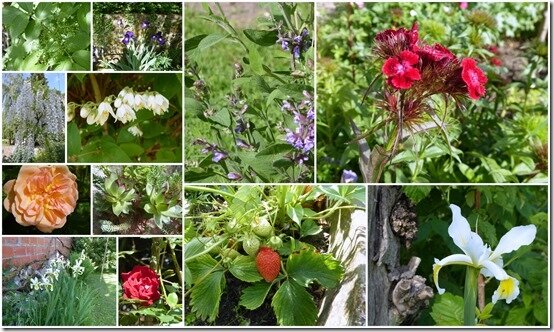 jardin 11 mai 2020