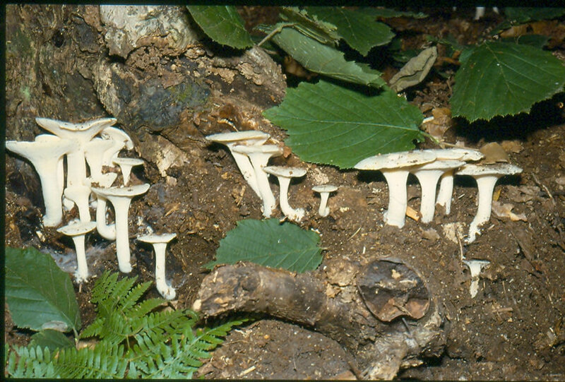 Polyporus corylinus