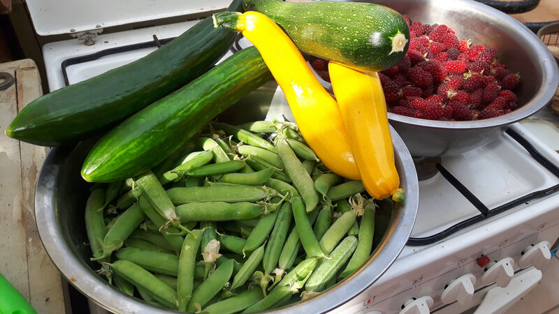 3-petits pois, courgettes, concombres, mûroises (1)