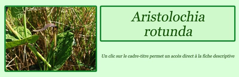 Aristolochia rotunda