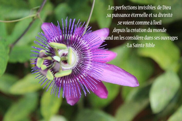 fleur_passiflore_verset_biblique
