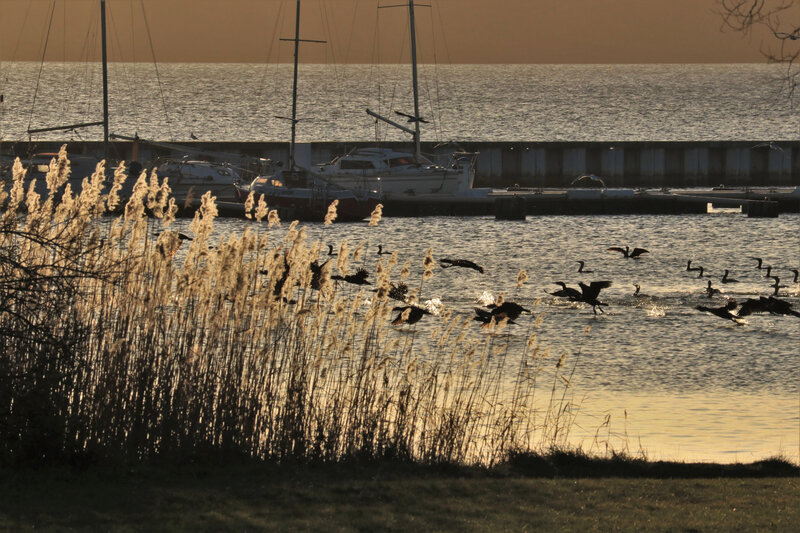 IMG_1986 - Copie