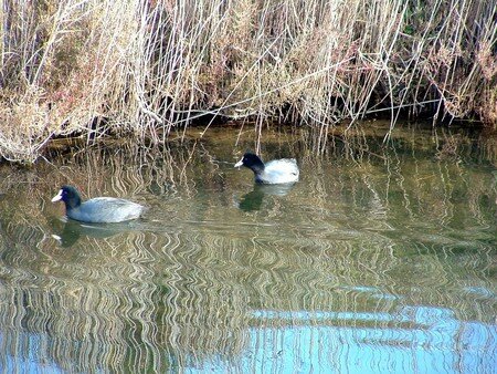 eDSCF0102_gallinule_poule_d_eau__Gallinula_chloropus____R_solution_de_l__cran_