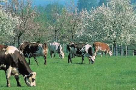 66328423vache_normande_jpg