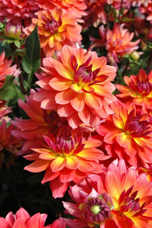 DAHLIA TRICOLORE