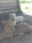 Lion_Cubs