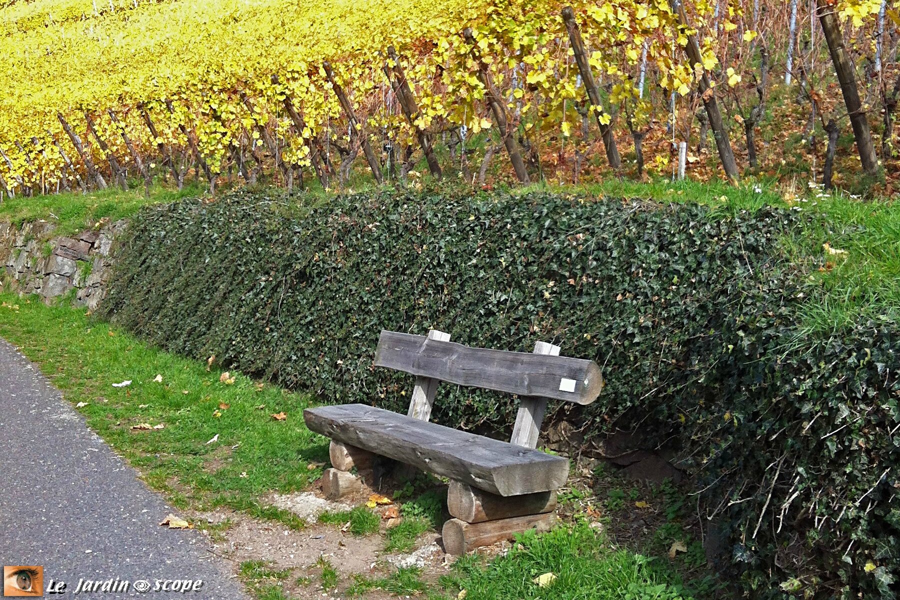 Banc en bois dans le Vignoble du Rangen de Thann