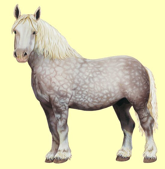 Cheval Percheron 1