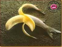 fish_banana