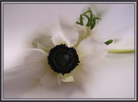anemones_bois_colombes_france_1078885141_1261566