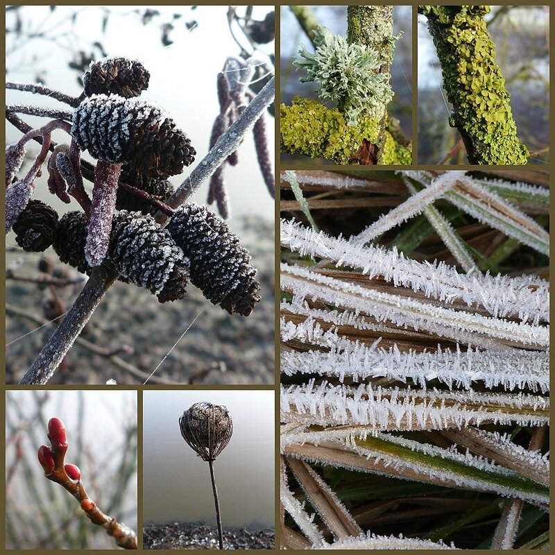 givre matinal 2