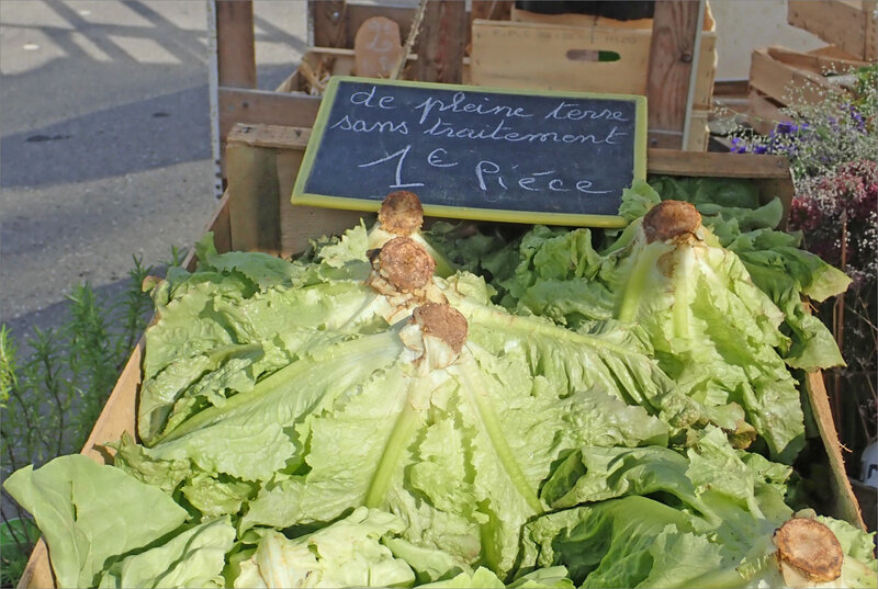 Marché sans traitement chmique 070718 8