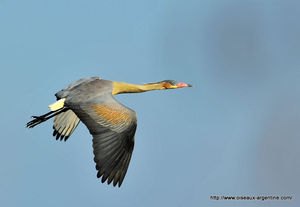 heron_flute__11_