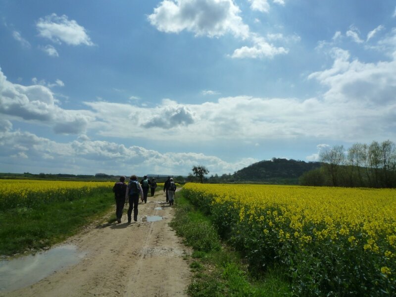 champs de colza avant Hattonville