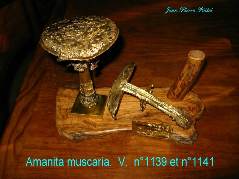 Amanita muscaria n°1139 et 1141