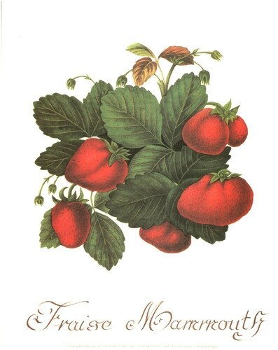 les fraises (11)