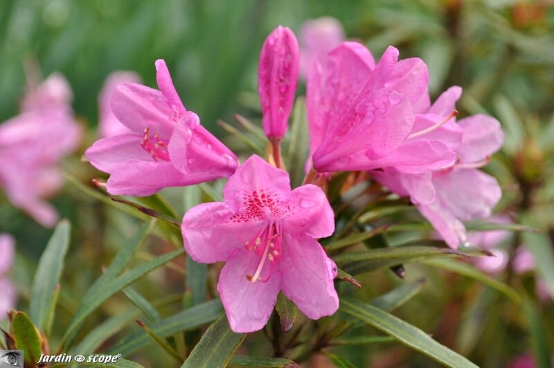 Rhodo ponticum 1