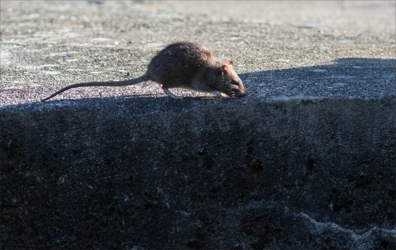 ville rats matin 061117 17