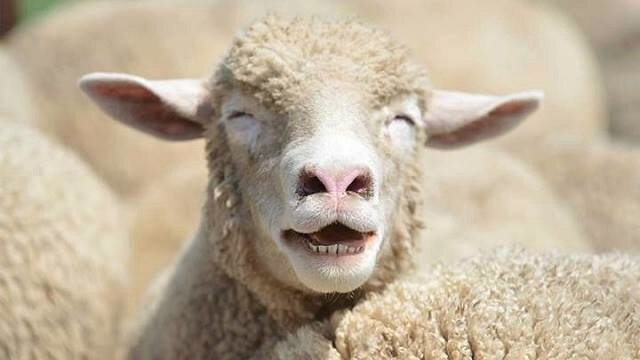 Mouton-qui-sourit