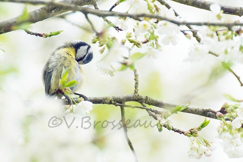 mésange-bleu-cerisier14-02