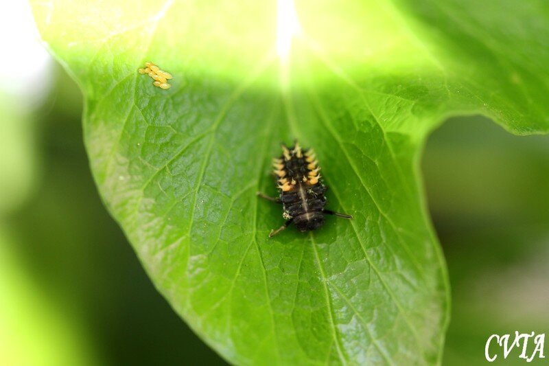 La m tamorphose de la Coccinelle 4 temps oeufs larves