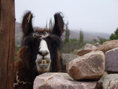 ANIMAL - Portrait de lama argentin à Tilcara
