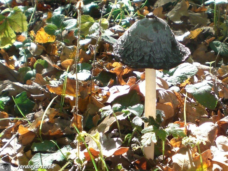 Coprin-pie ou Coprin blanc et noir • Coprinus picaceus