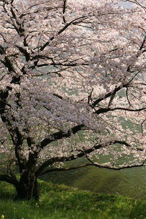 cerisier_japonais