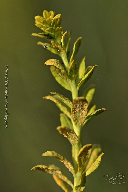 Euphorbia cyparissias- pseudofleurs dues à Uromyces pisi