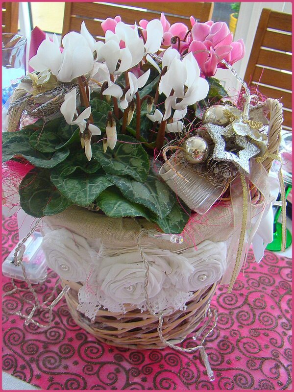 cyclamen