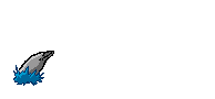 Dolphin_jumps_3