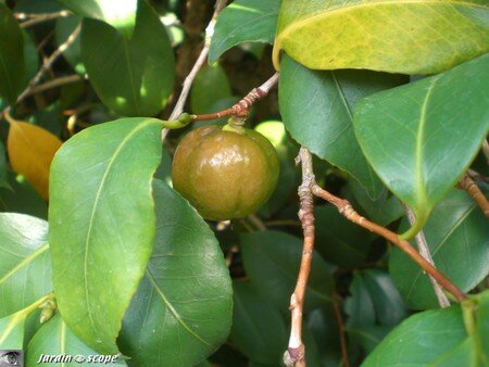 Fruit vert d'un Camelia