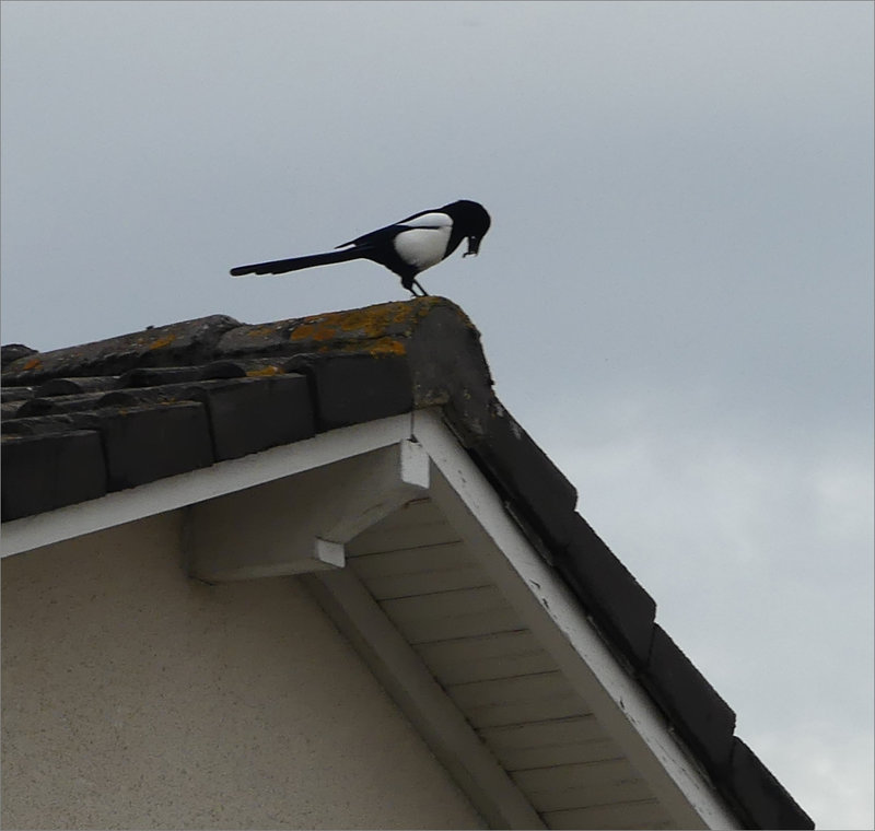 Oiseau pie proie toit 131023
