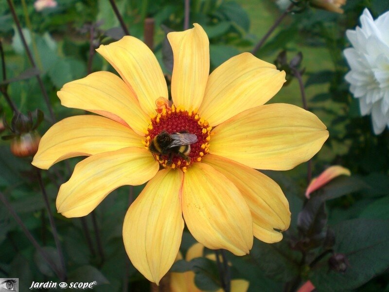 Dahlia Bishop of York